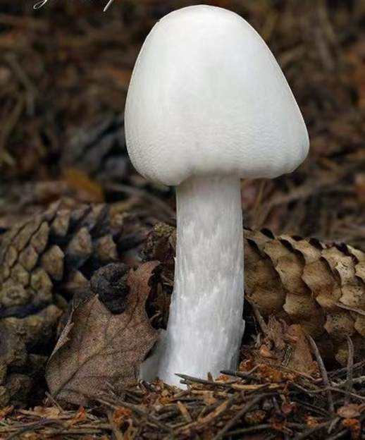 野蘑菇怎么做好吃