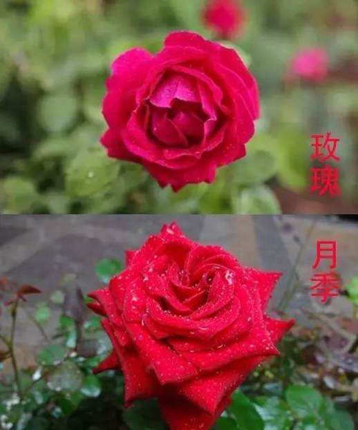 玫瑰与月季的不同