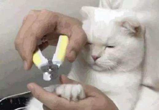 猫咪剪指甲示范图片