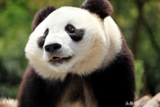 大熊猫习性