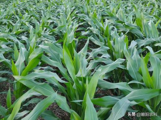 玉米亩产多少斤正常