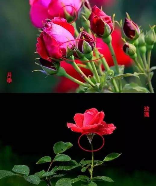 玫瑰与月季的不同