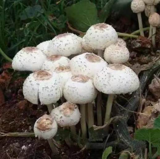 野蘑菇怎么做好吃