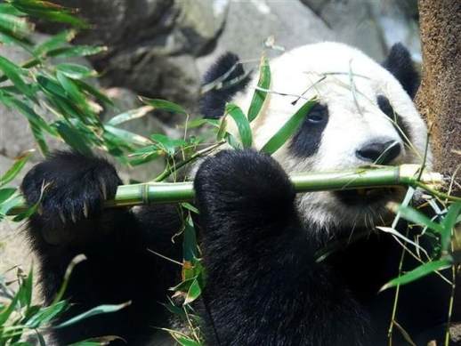 熊猫的天敌