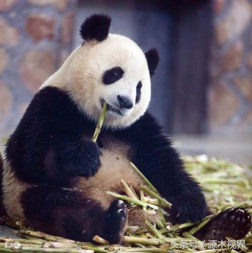大熊猫习性