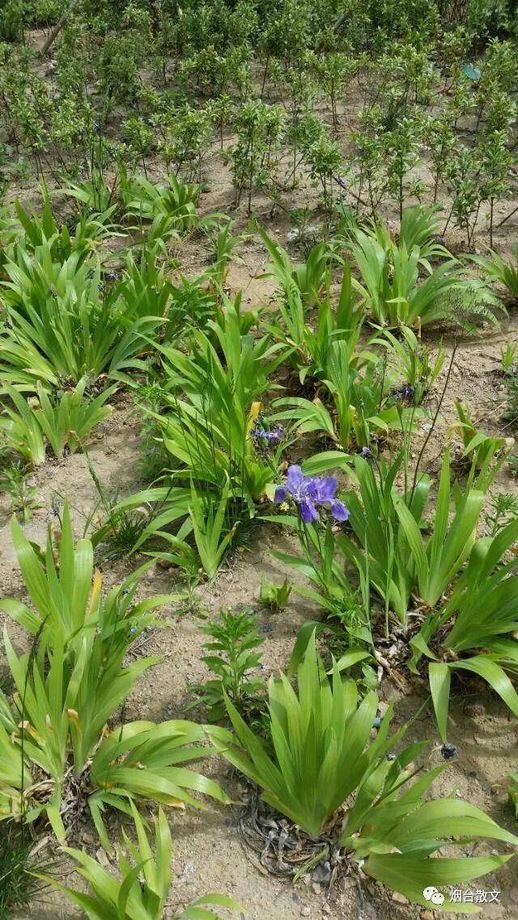 西瓜皮怎么腌制咸菜 西瓜皮怎么腌制咸菜菜干