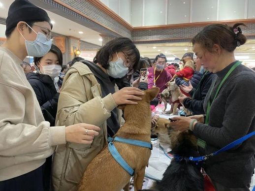 上海宠物领养 想免费领养一只狗