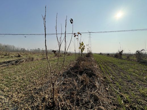 基本农田可以种植榛子树 榛子树适合在什么地方种