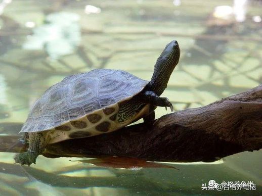 鳄龟认主人吗 养鳄龟是聚财还是破财